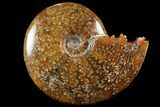 Polished, Agatized Ammonite (Cleoniceras) - Madagascar #94269-1
